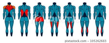 Body muscle anatomy back. Human muscular back, man athletic build with muscular groups, healthy and sporty. Vector illustration Body muscle anatomy back. Human muscular back, man athletic build with muscular groups, healthy and sporty. Vector illustration 105262683