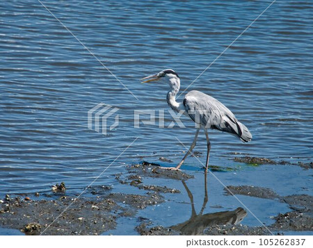 Gray heron 105262837