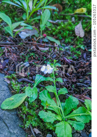 White moss growing on the roadside 105263317