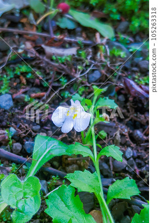 White moss growing on the roadside 105263318