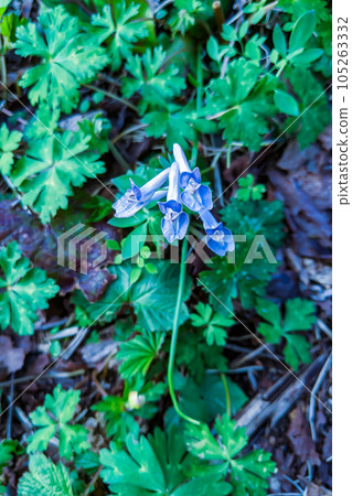 Togakushi Forest Botanical Garden: Blue flowers of the wild corolla Togakushi Forest Botanical Garden: Blue flowers of the wild corolla 105263332
