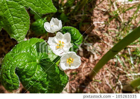 Togakushi Forest Botanical Garden White flowers of Sankayou Togakushi Forest Botanical Garden White flowers of Sankayou 105263335