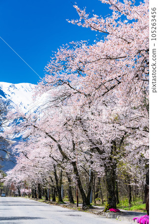 「長野縣」櫻花盛開、北阿爾卑斯山殘雪、春天的白馬村 105263456