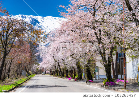 "Nagano Prefecture" Cherry blossoms in full bloom and Northern Alps with remaining snow, Hakuba village in spring 105263457