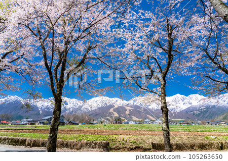 "Nagano Prefecture" Cherry blossoms in full bloom and Northern Alps with remaining snow, Hakuba village in spring 105263650