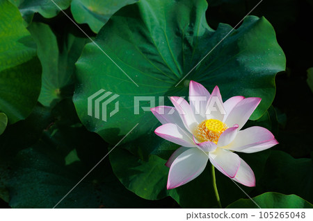 蓮花 蓮花 105265048