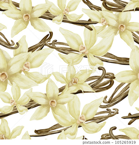 Vanilla Flowers seamless Pattern. Hand drawn floral watercolor illustration of orchids and sticks. Sketch of food spice or ingredient for essential oil for wrapping paper on white isolated background. Vanilla Flowers seamless Pattern. Hand drawn floral watercolor illustration of orchids and sticks. Sketch of food spice or ingredient for essential oil for wrapping paper on white isolated background. 105265919