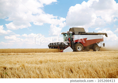 Modern industrial combine harvester harvests wheat cereals. Grain harvester. Time to harvest! 105266413