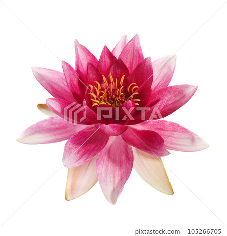 Lotus or water lily flower isolated on white background 105266705