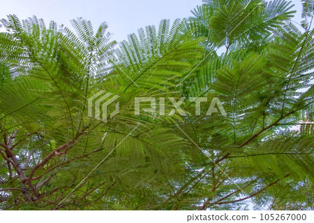 Cha-om or Acacia Pennata or Climbing Wattle green leaves vegetable plant tree Cha-om or Acacia Pennata or Climbing Wattle green leaves vegetable plant tree 105267000