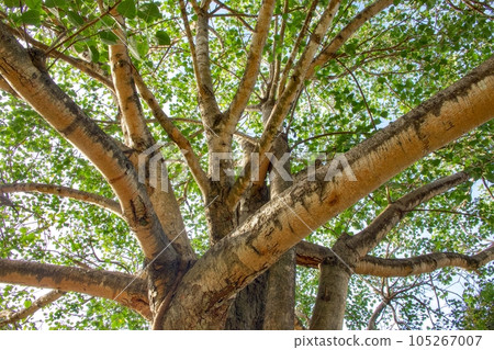 An elegant branching tree stands alone against a clear, vibrant sky, creating a serene scene. An elegant branching tree stands alone against a clear, vibrant sky, creating a serene scene. 105267007