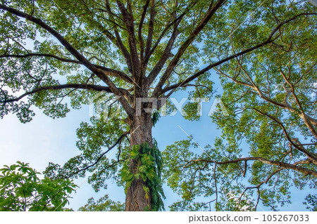 A beautiful branching tree against a clear sky. A beautiful branching tree against a clear sky. 105267033