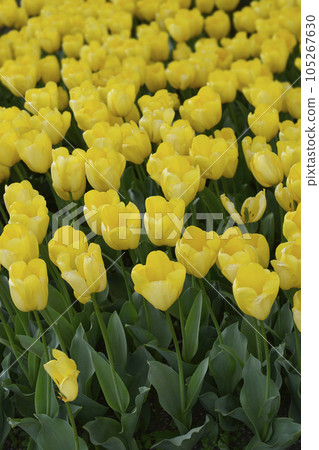 Tulip Strong Gold Tulip Strong Gold 105267630