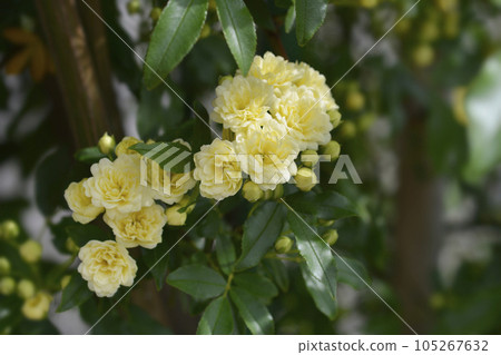 Lady Banks rose Lady Banks rose 105267632