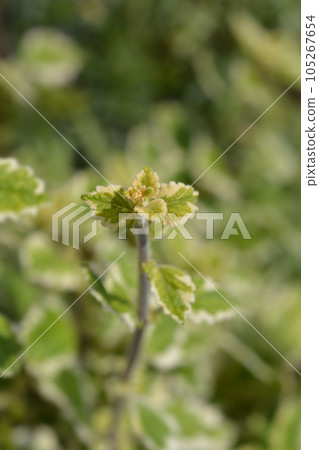 Swedish ivy Marginatus Swedish ivy Marginatus 105267654