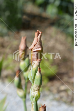 Tall bearded iris Wild Ginger 105267658