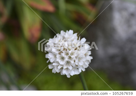 Great thrift Ballerina White 105267659