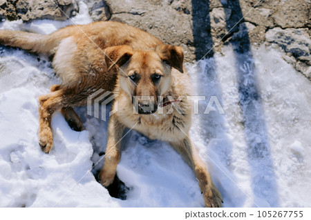 Big dog lying in snow on pavement Big dog lying in snow on pavement 105267755