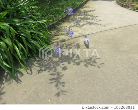 一隻鴿子在盛開的百子蓮公園長廊上行走 105268031