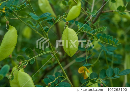 Large green pods supported by wire netting. Large green pods supported by wire netting. 105268190