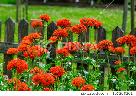 Bulbous flowers bloom in the afternoon. a very beautiful red flower with small delicate red petals. behind in the background a wooden plank farm 105268201
