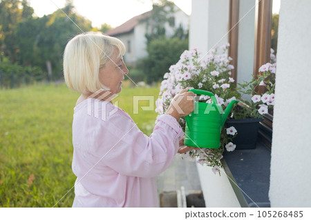 A beautiful woman in her garden, water with a blue watering can of colored flowers to give color and decorate your windows in the garden.  105268485