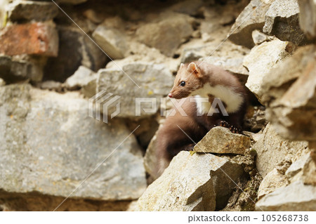 Beech marten. Small predator in the nature habitat. Wildlife scene, Czech republic. Stone marten between stones 105268738