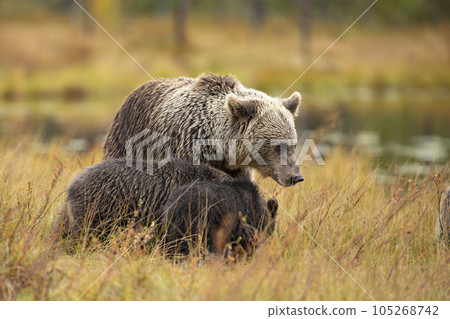 Autumn taiga with two bear cub with mother. Beautiful baby brown bear with mother hiden in taiga. Finland nature Autumn taiga with two bear cub with mother. Beautiful baby brown bear with mother hiden in taiga. Finland nature 105268742