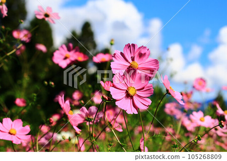 綻放的大波斯菊花(格桑花,秋英,波斯菊,秋櫻,笤帚梅,掃帚梅,大春車菊,大春菊) 105268809