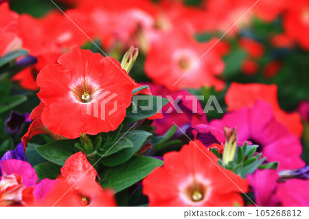 放出矮花（水晶雛菊、禮治牡丹、浪速仙子、索子花、薯薯花、大喇叭、青木冬茄） 105268812