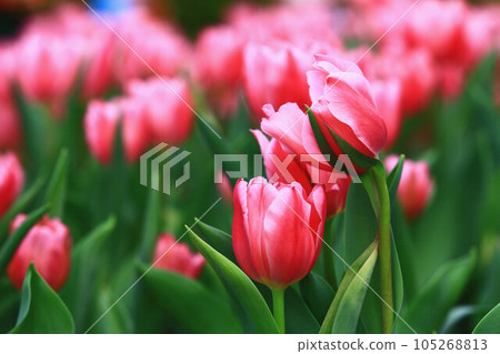 Blooming tulips (foreign lotus, dry lotus, grass musk, tulip, aster) 105268813