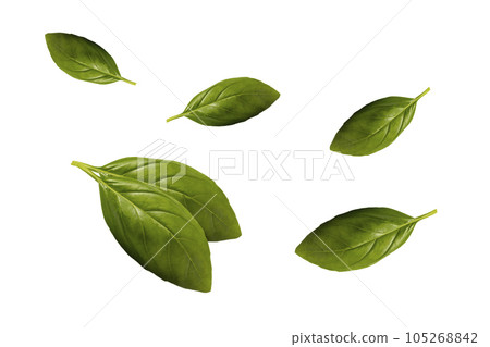 basil leaves isolated on white background basil leaves isolated on white background 105268842