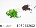 Sunflower microgreens on a white background. 105268982