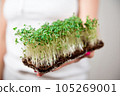 Micro-green healthy food and greens grass. Sprouting Microgreens. 105269001