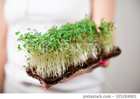 Micro-green healthy food and greens grass. Sprouting Microgreens. Micro-green healthy food and greens grass. Sprouting Microgreens. 105269001
