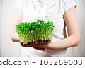 Sprouts of micro greens of peas in womans hands. 105269003