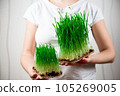 Young sprouts of micro greens wheat in womans hands. Growing seeds at home. Healthy eating. 105269005