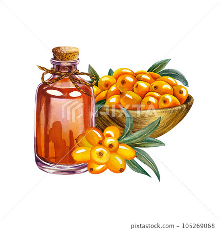 Sea buckthorn berries in a wooden bowl. Sea buckthorn oil in a glass bottle. Watercolor illustration. Sea buckthorn berries in a wooden bowl. Sea buckthorn oil in a glass bottle. Watercolor illustration. 105269068