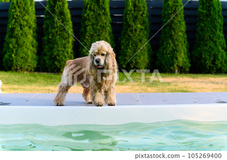Dog standing at the edge of swimming pool. Dog standing at the edge of swimming pool. 105269400