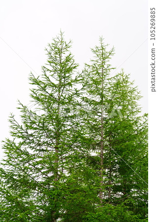 Fresh green larch Fresh green larch 105269885