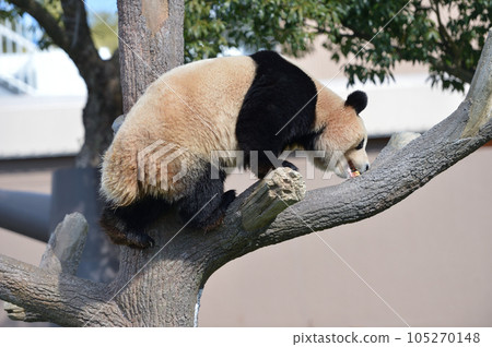 Umehama who got a snack Umehama who got a snack 105270148