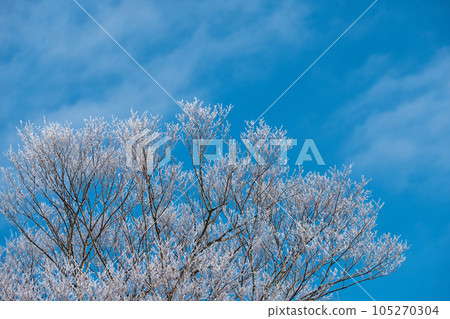 Frost on Satoyama (Hiruzen Plateau) Frost on Satoyama (Hiruzen Plateau) 105270304