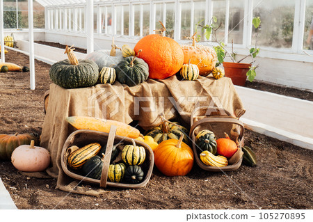 Various colorful squashes and pumpkins displayed in the glass house.. Autumn vegetable harvest. Selective focus, copy space. 105270895