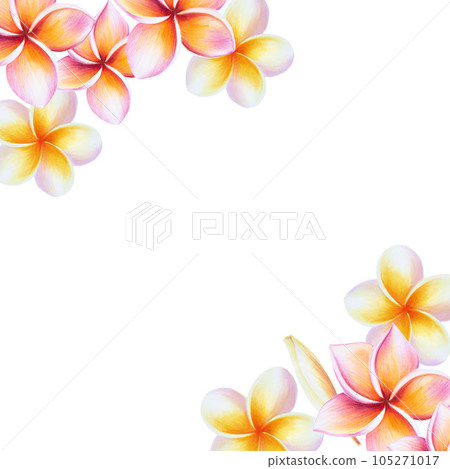 Watercolor frame with realistic tropical illustration of plumeria flowers with leaves isolated on white background. Beautiful botanical hand painted frangipani clip art. For designers, spa decoration, Watercolor frame with realistic tropical illustration of plumeria flowers with leaves isolated on white background. Beautiful botanical hand painted frangipani clip art. For designers, spa decoration, 105271017