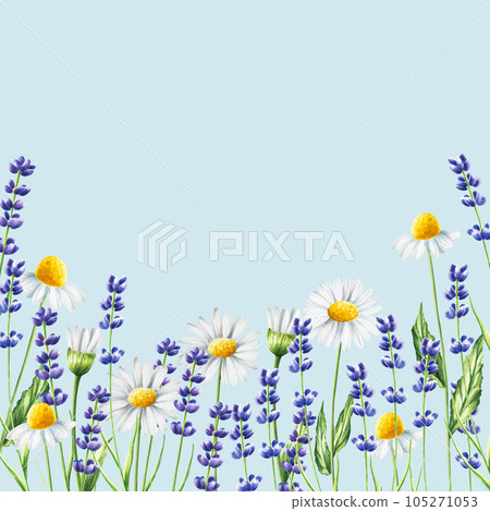 Watercolor banner with lavender and chamomiles illustration isolated on white background. Detail of beauty products and botany set, cosmetology and medicine. For designers, spa decoration, postcards, Watercolor banner with lavender and chamomiles illustration isolated on white background. Detail of beauty products and botany set, cosmetology and medicine. For designers, spa decoration, postcards, 105271053