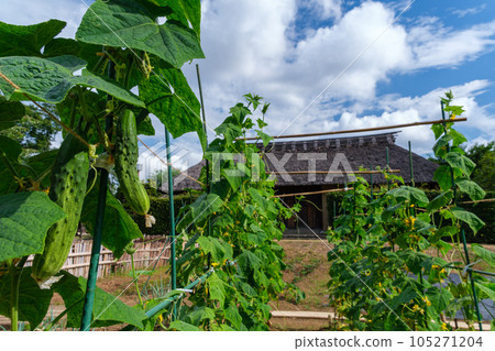 old folk house and cucumber 105271204