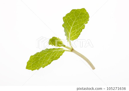 留蘭香（香草） 105271636