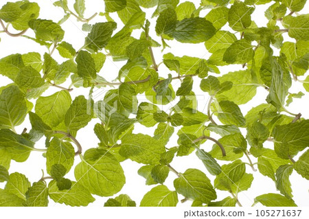 留蘭香（香草） 105271637