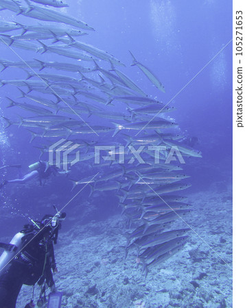 Zamami Island Satoshi's school of white barracuda and divers 105271653