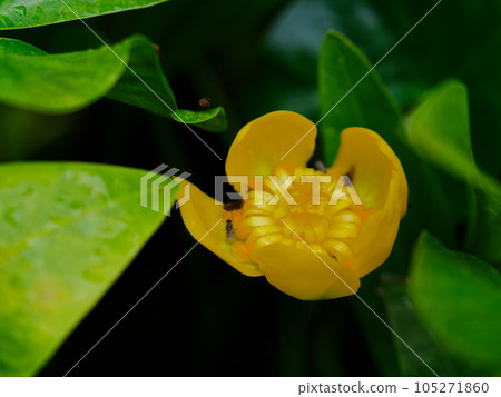 屬於睡蓮科的水生植物，Nuphar 的黃色花 105271860